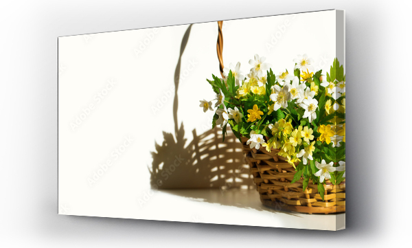 Wizualizacja Obrazu : #491589710 wiosenne kwiaty w koszyku, zawilec 