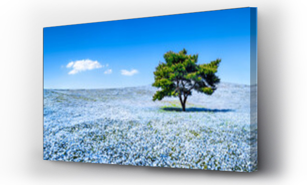 Wizualizacja Obrazu : #491854839 Baby Blue Eyes Nemophila flowers at the Hitatchi Seaside Park, Ibaraki Prefecture, Japan