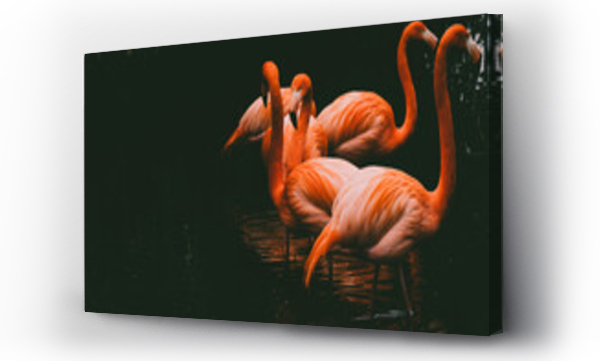 Wizualizacja Obrazu : #491907817 flamingos, red flamingos, phoenicopterus ruber, birds, portrait, exotic, beaks, eyes, animals, elegant, close-up, wildlife, fauna, three birds, selective focus, blurred background, color, colorful,