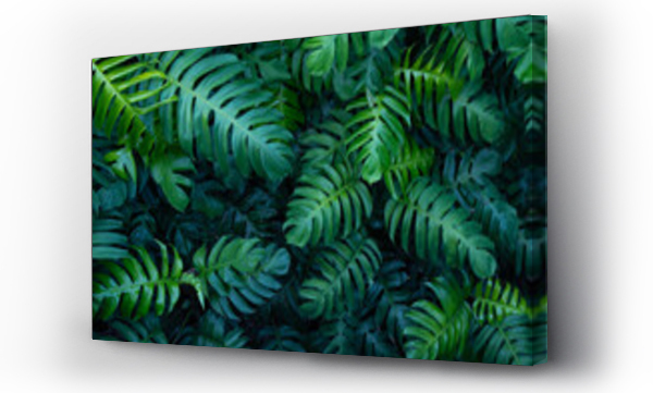 Wizualizacja Obrazu : #492401101 creative tropical monstera green leaves