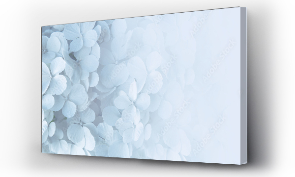 białe kwiaty, kwiat, Kwiaty, Kwiaty białe