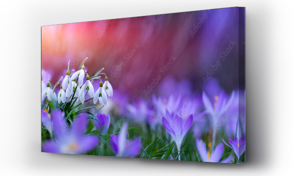 Kwiaty, las kwiaty, łąka, Łąka kwiaty