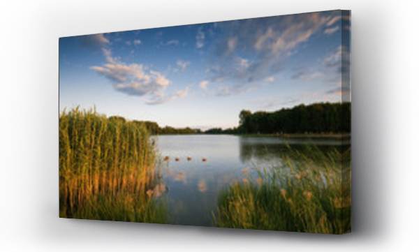 pejzaż, Łąka kwiaty