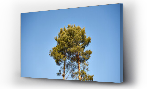 Wizualizacja Obrazu : #493615343 drzewo na tle bezchmurnego nieba ,sosna 