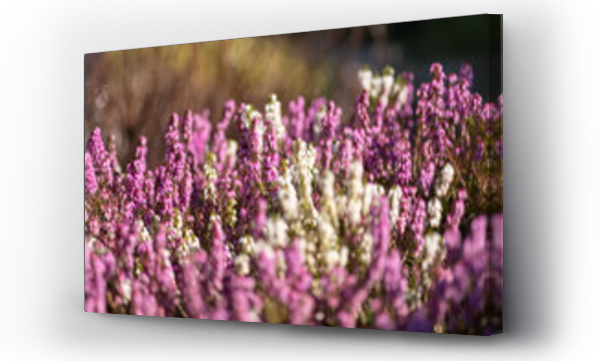 Kwiaty, Pola lawendy