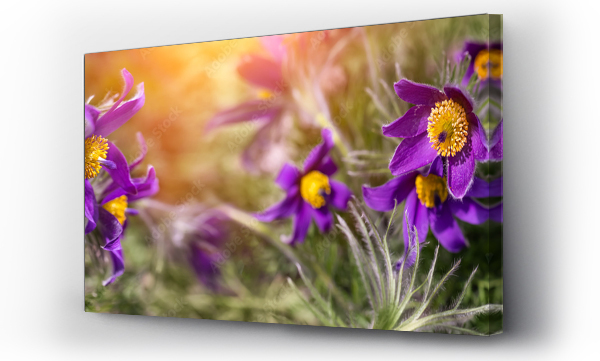 Wizualizacja Obrazu : #493754496 sasanka, fioletowy wiosenny kwiat w promieniach s?o?ca o poranku w ogrodzie, wiosna w ogrodzie.