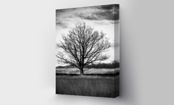 Wizualizacja Obrazu : #493771506 Samotne drzewo na pustkowiu w czerni i bieli