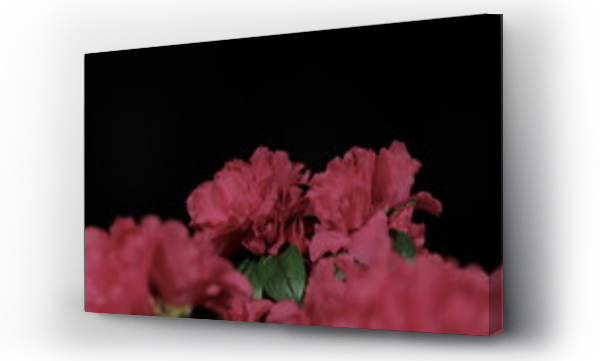 Wizualizacja Obrazu : #494284393 czerwone kwiaty azalii na czarnym tle
