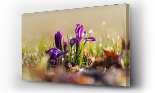 Wizualizacja Obrazu : #495131423 wiosenne kwiaty krokusy fioletowe w ogrodzie