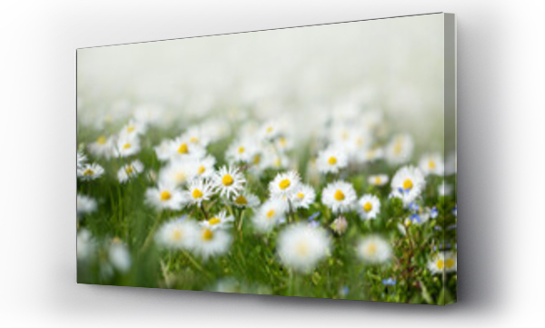 Wizualizacja Obrazu : #495938569 stokrotka na ??ce na trawniku, wiosenne kwiaty w ogrodzie, pi?kny trawnik, beautiful lawn