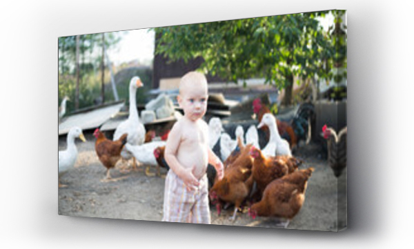 Wizualizacja Obrazu : #495972930 dzieci i zwierz?ta - ch?opiec karmi kurki i kaczki na wolnym wybiegu