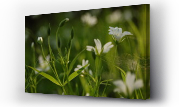 Kwiaty, Kwiaty białe