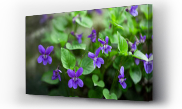 Wizualizacja Obrazu : #496274319 dziki fio?ek rosn?cy w lesie (fio?et, dziki fio?ek, s?odki fio?ek)