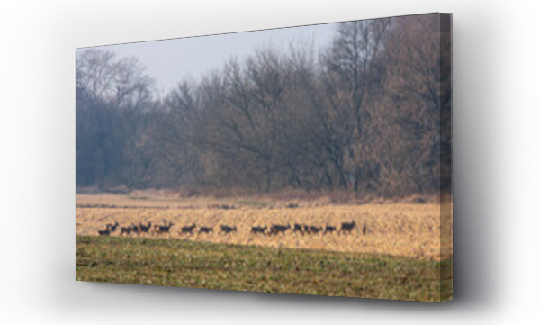 sarny, zwierzęta, Zwierzęta dzikie