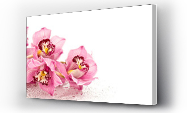 Kwiaty, różowe, różowe kwiaty, Storczyk