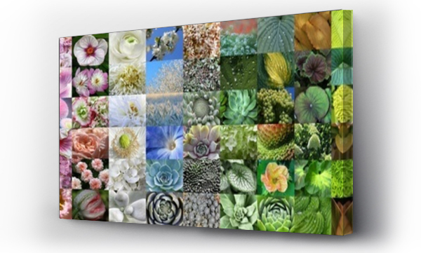 Wizualizacja Obrazu : #497248862 Beautiful panorama collage collection of different colours plants and flowers of the nature in a rainbow order as a display banner.