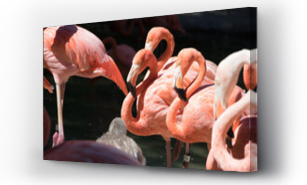 Wizualizacja Obrazu : #497250937 Flock of pink flamingos in a park