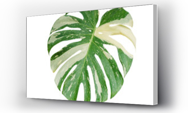 monstera