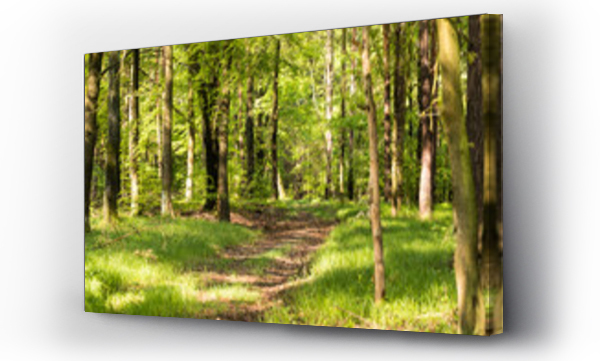 droga leśna, zwierzęta