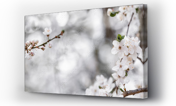 Wizualizacja Obrazu : #498100100 Kwitn?ce wiosenne drzewka ?liwki mirabelki. Kwitn?ce drzewo wiosn? w sadzie.