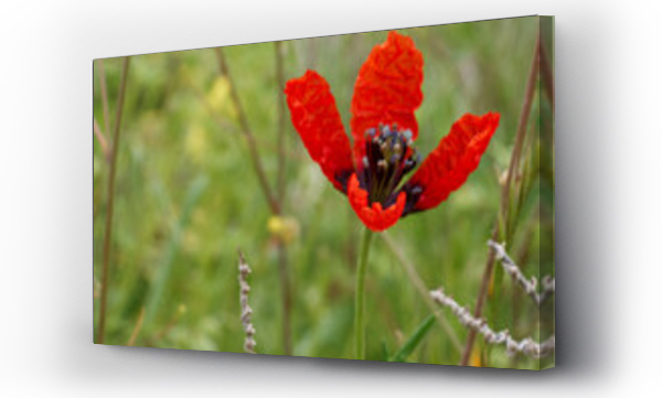 Wizualizacja Obrazu : #498104352 makro kwiaty ro?liny wiosna natura flora