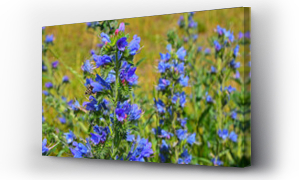 Wizualizacja Obrazu : #498114198 niebieskie kwiaty na ??ce, dziki ?mijowiec zwyczajny (Echium vulgare)