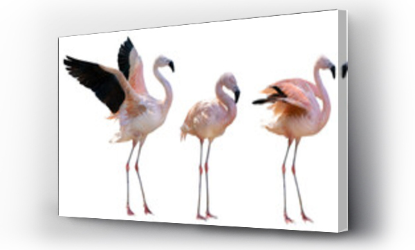 Wizualizacja Obrazu : #498135647 beautiful pink three flamingoes on white