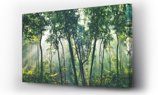 Wizualizacja Obrazu : #498294188 Earth Day eco concept with tropical forest background, natural forestation preservation scene with canopy tree in the wild, concept on sustainability and environmental renewable