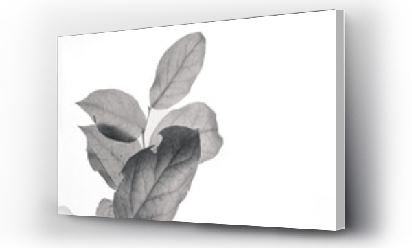 artystyczne, Czarno białe, Liście, Zdjęcie czarno biale