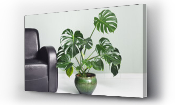 Wizualizacja Obrazu : #498993012 Monstera deliciosa or Swiss Cheese Plant in a green flower pot next to the brown armchair on a light green background, minimalism and scandinavian style
