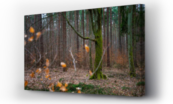Wizualizacja Obrazu : #499157786 Magiczne drzewo poro?ni?te zielonym mchem, stoi samotnie w g?stym lesie. 
