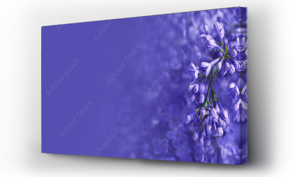 Wizualizacja Obrazu : #499455143 fioletowe kwiaty bzu kwitn?ce w ogrodzie jako baner, fioletowe t?o