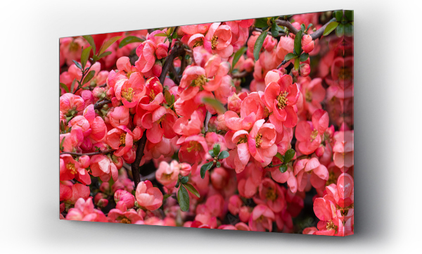 Wizualizacja Obrazu : #499653708 pigwa, pomara?czowe kwiaty pigwy w wiosennym ogrodzie