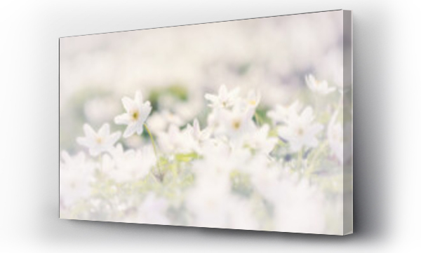 Kwiaty, łąka, Łąka kwiaty