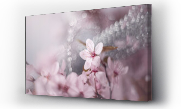 drzewo, kwiat wiśni, Kwiaty