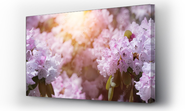Wizualizacja Obrazu : #500010707 liliowe rozwini?te kwiaty rhododendrona w ogrodzie w promieniach s?o?ca