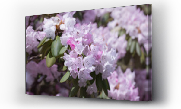 Wizualizacja Obrazu : #500011438 liliowe rozwini?te kwiaty rhododendrona w ogrodzie w promieniach s?o?ca