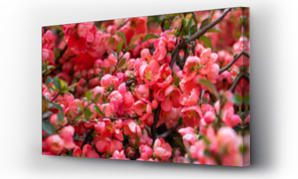 Wizualizacja Obrazu : #500086941 pigwowiec, pomara?czowe kwiaty pigwy w wiosennym ogrodzie