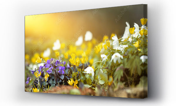 kwiat, Kwiaty, las kwiaty, łąka, Łąka kwiaty