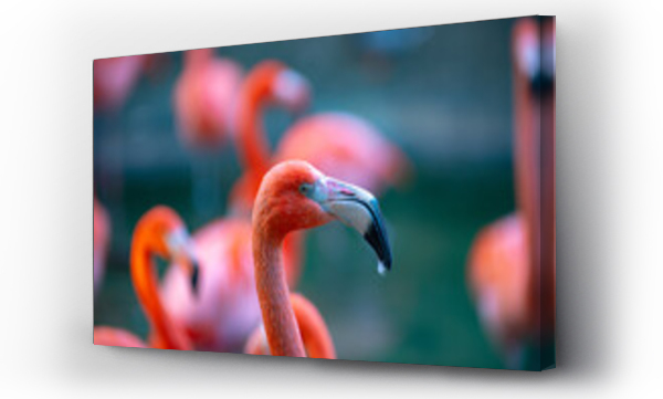 Wizualizacja Obrazu : #500176042 Close up portrait of pink flamingo. Pink flamingo beauty birds. Caribbean flamingo. Big bird is relaxing enjoying the summertime. Green nature background.