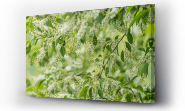 Wizualizacja Obrazu : #500280691 kwiaty czeremchy na zielonym tle