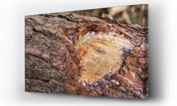 Wizualizacja Obrazu : #500595236 Powalone drzewo z ciekawym uszkodzeniem kory.