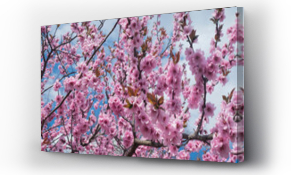 drzewo, drzewo niebo, Japonka, Kwiaty, różowe, różowe kwiaty