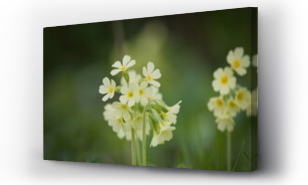 Wizualizacja Obrazu : #500980977 kwiaty wiosenne