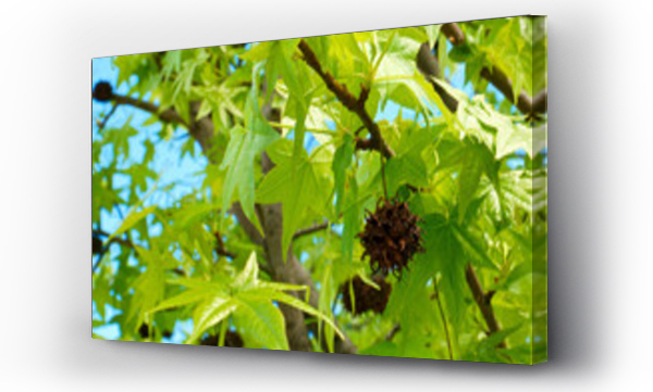 drzewo, drzewo niebo, Liście