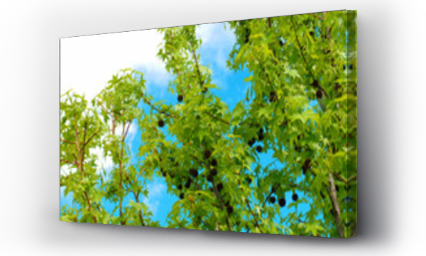 drzewo, drzewo niebo, Liście