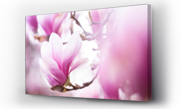 Abstrakcja, Kwiaty, różowe