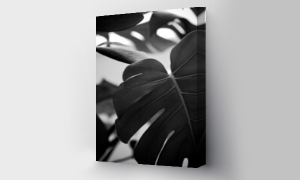 Wizualizacja Obrazu : #501492335 Grayscale selective focus shot of a monstera plant leaf with blurred background