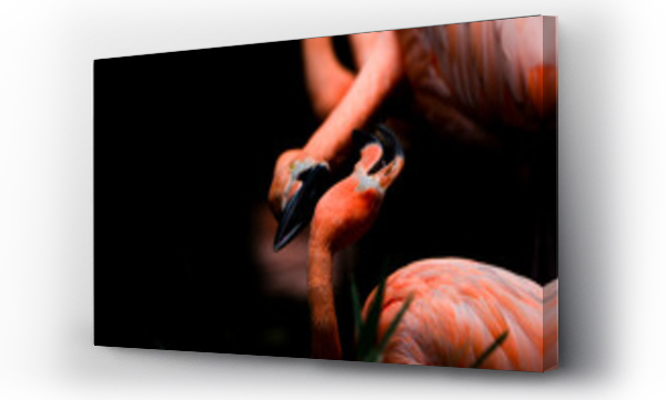 Wizualizacja Obrazu : #501579043 pink flamingo bird