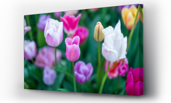Wizualizacja Obrazu : #501627728 Kolorowe tulipany, wiosenne kwiaty w rozkwicie.